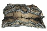 Mammoth Molar Slice With Case - South Carolina #291051-1